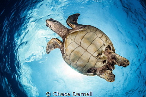 "Up and Over"
Gaining the trust of the Turtle is mandato... by Chase Darnell 